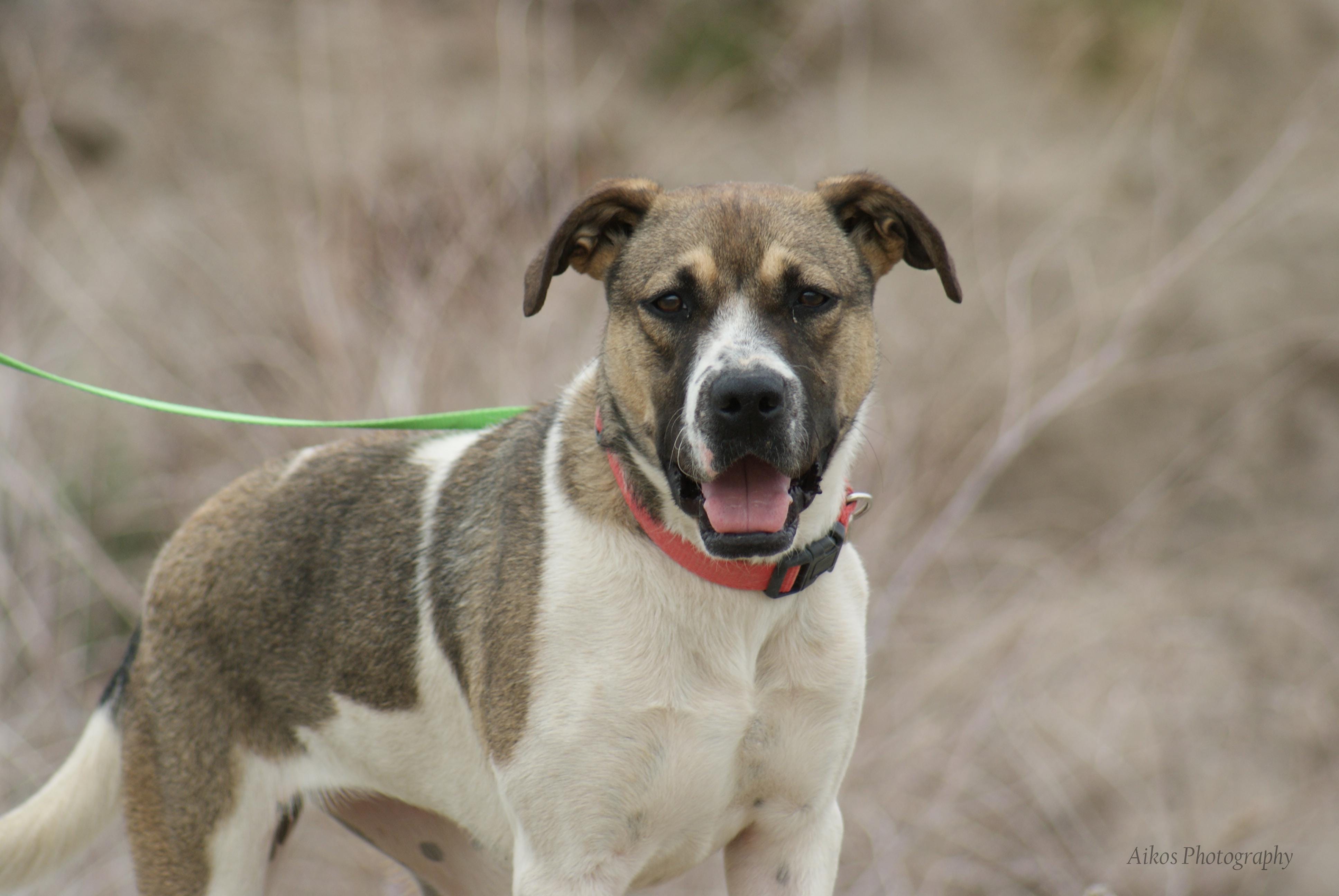 parvo in 1 year old dog